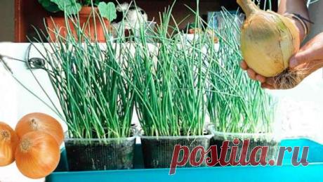 Выращивание лука через рассаду: в чем преимущества такого способа
