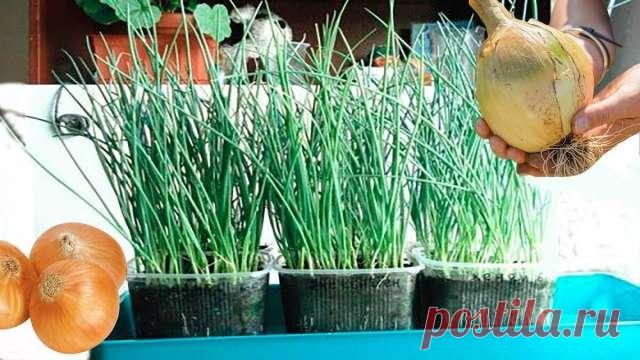 Выращивание лука через рассаду: в чем преимущества такого способа