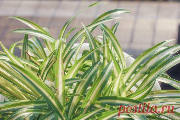 5 комнатных растений, производящих больше всего кислорода