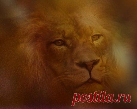 Фото Без названия. Альбом ЦАРЬ ЗВЕРЕЙ - 50 фото. Фотографии ⊰✿⊱ ОЛЬГА ⊰✿⊱.