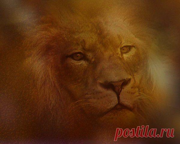 Фото Без названия. Альбом ЦАРЬ ЗВЕРЕЙ - 50 фото. Фотографии ⊰✿⊱ ОЛЬГА ⊰✿⊱.