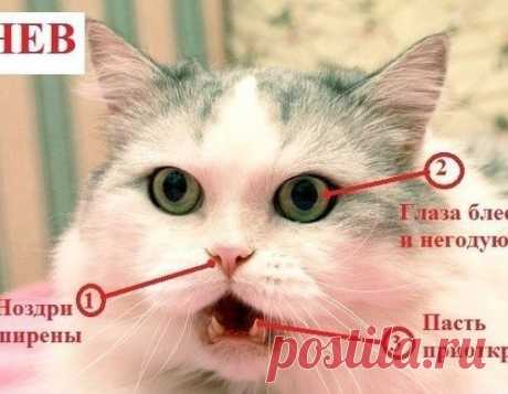 Вот памятки, благодаря которым вы сможете с легкостью определить истинные эмоции любой кошки.
