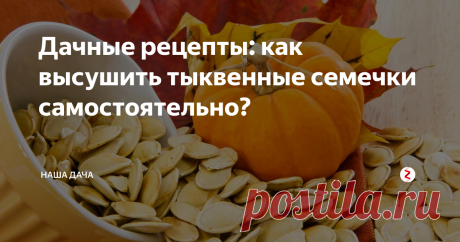 Дачные рецепты: как высушить тыквенные семечки самостоятельно?  Тыквенные семечки любят многие: это замечательный питательный продукт, который богат витаминами А и Е, а еще содержат в себе много белка. Именно этот факт делает семена тыквы любимым продуктом сыроедов. Тыквенные семечки хороши и так просто, перед телевизором полузгать, и в качестве оригинальных добавок к выпечке или каким-нибудь интересным салатам.