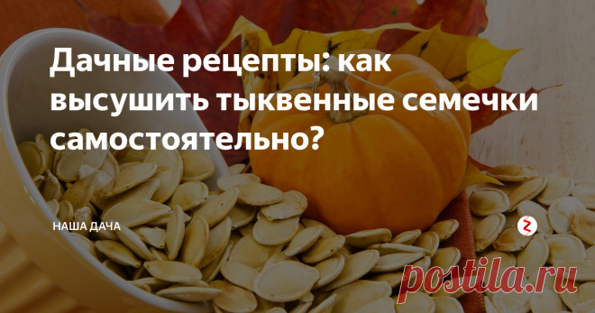 Дачные рецепты: как высушить тыквенные семечки самостоятельно?  Тыквенные семечки любят многие: это замечательный питательный продукт, который богат витаминами А и Е, а еще содержат в себе много белка. Именно этот факт делает семена тыквы любимым продуктом сыроедов. Тыквенные семечки хороши и так просто, перед телевизором полузгать, и в качестве оригинальных добавок к выпечке или каким-нибудь интересным салатам.
