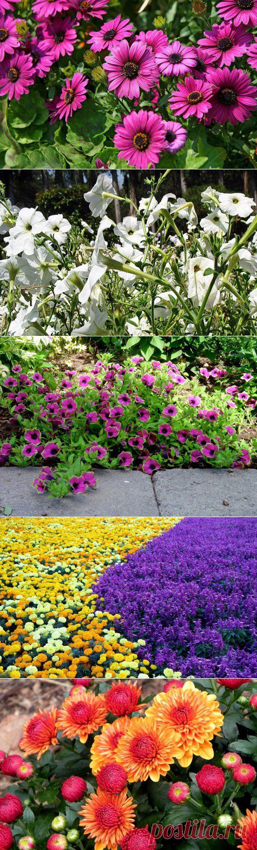 Модные тенденции цветовой палитры однолетников | Дачный участок