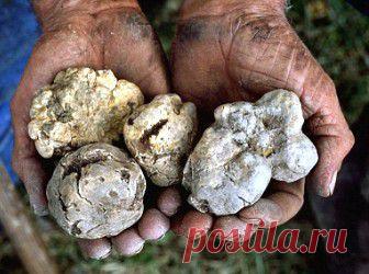 Выращивание аппетитных трюфелей в искусственных условиях | 6 соток