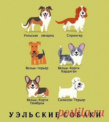 Пост для тех, кто далек от кинологии, но хочет знать немного больше о собаках.