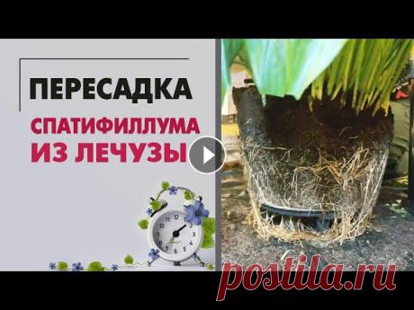 Пересадка спатифиллума | Услуга пересадки растений - как это происходит | Что творится внутри Лечузы Привожу в порядок большой спатифиллум от клиента. В этом видео вы можете посмотреть, что происходит при заказе услуги пересадки.О горшках лечуза я гов...