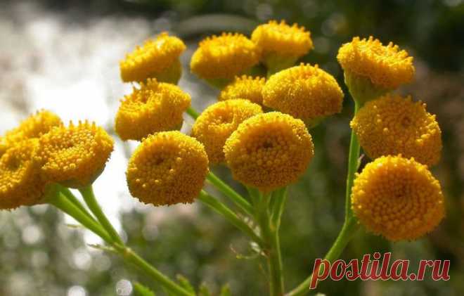 Пижма - лекарственная трава.