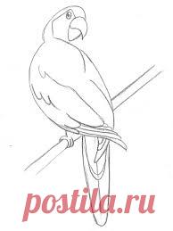 рисуем попугая - Поиск в Google