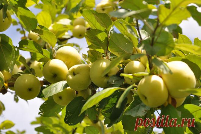 Советы эксперта по спасению плодового сада