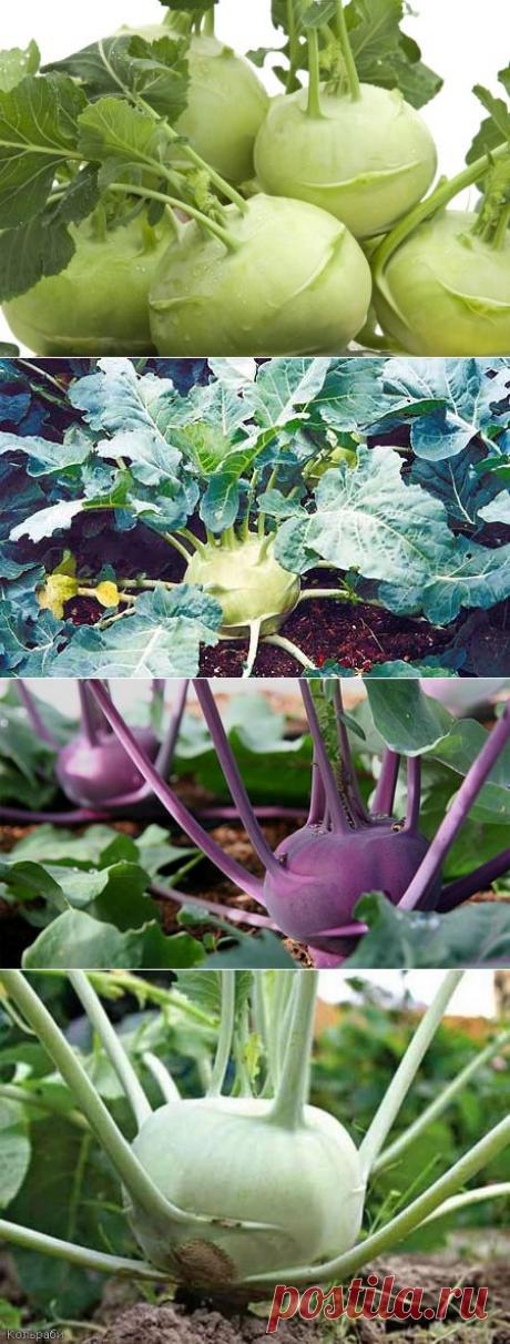Необычная капуста кольраби | Дачный участок