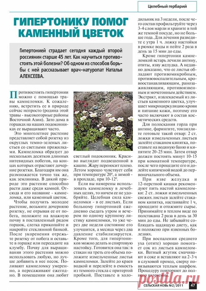 Камнеломка лечит