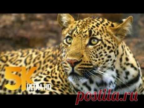 5K African Wildlife - Virtual Trip to Kruger National Park in South Africa - 1.5 HRS