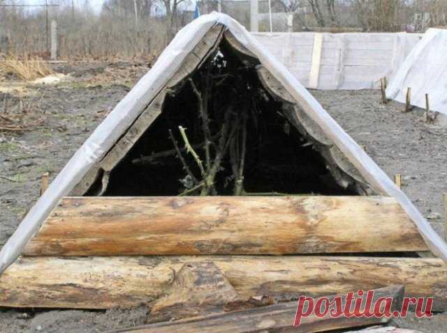 Осенний уход за розой: 10 "нельзя"
