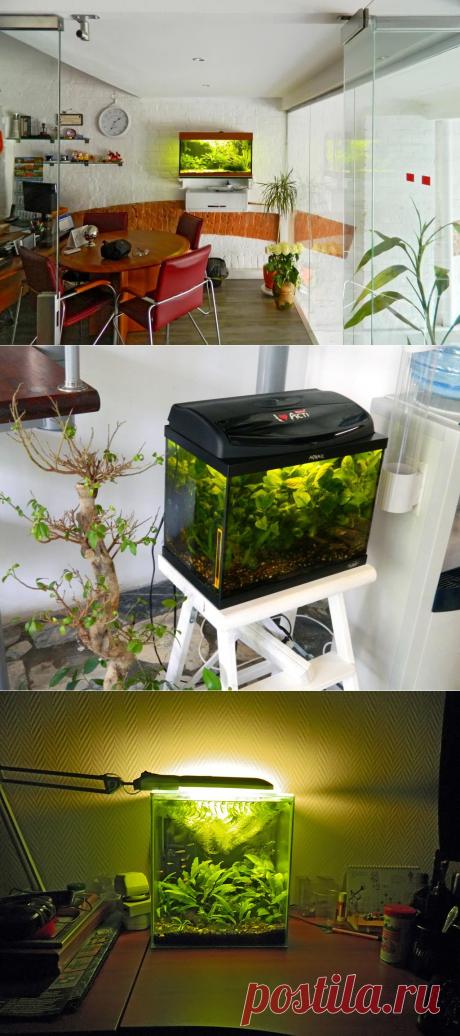 Аквариумы на работе - весна 2014 | Аквариумный сайт
