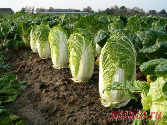 Июль – самое время для посева пекинской капусты Пекинская капуста с ее сочными и нежными листьями давно завоевала любовь и огородников, и гурманов. Но многие до сих пор считают, что высаживать ее можно только весной – ведь иначе капуста начнет стре...