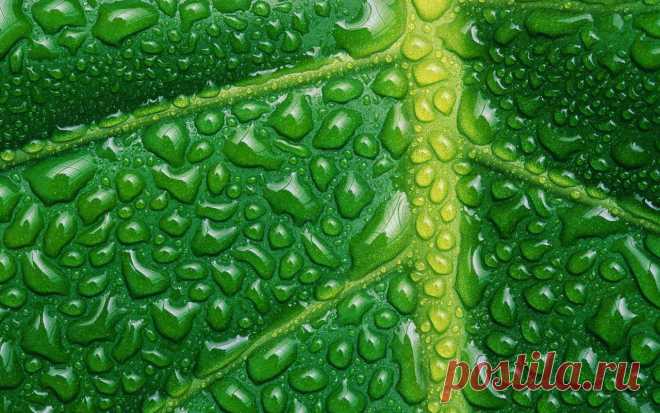 Растения-инсектициды: готовим яды для вредителей | Дачный участок