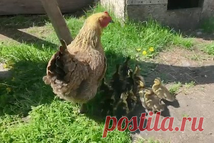 В барнаульском зоопарке курица вырастила и воспитала выводок утят. В барнаульском зоопарке «Лесная сказка» курица Лерка высидела и воспитала выводок утят. В зоопарке рассказали, что утка высиживала яйца, но загуляла. Тогда вместо нее на яйца уселась Лерка. Зоопарк также показал видео с семейной прогулкой, во время которой утята везде следуют за Леркой.