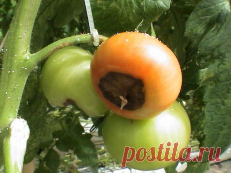 Как лечить вершинную гниль томатов - Садоводка