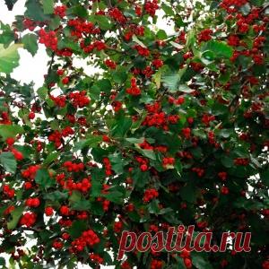 ЯГОДКА ДЛЯ ЗДОРОВОГО СЕРДЦА