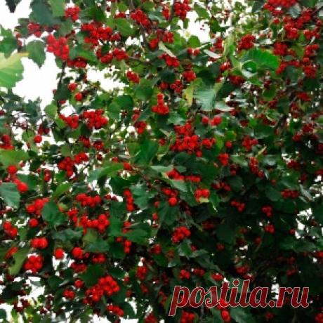 ЯГОДКА ДЛЯ ЗДОРОВОГО СЕРДЦА