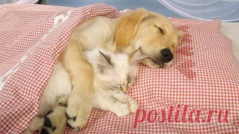 ☼РАЗНОШУ ХОРОШЕЕ НАСТРОЕНИЕ!!!☼ – ☼ Олеся ツ√ιק Олеся ☼ добавила фотографию в альбом ☀ВЕСЕЛЫЕ ЗВЕРУШКИ,смешные,прикольные и...