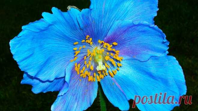 Красивейший цветок - голубая мечта садоводов! Один из самых красивых многолетников | GardenLife | Дзен