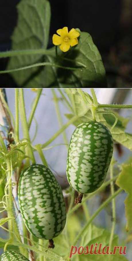 Мелотрия – карлик среди огурцов » Сад и Огород. Советы и идеи дачникам и огородникам, Дача
