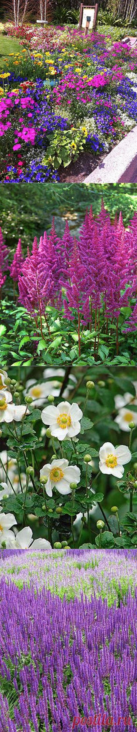 Неприхотливые многолетники для вашего сада: 10 лучших растений | ВСЁ ДЛЯ ДОМА