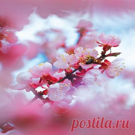 Фотоаппарат для чайников: советы фотохудожника