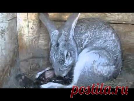Окрол или роды крольчихи.