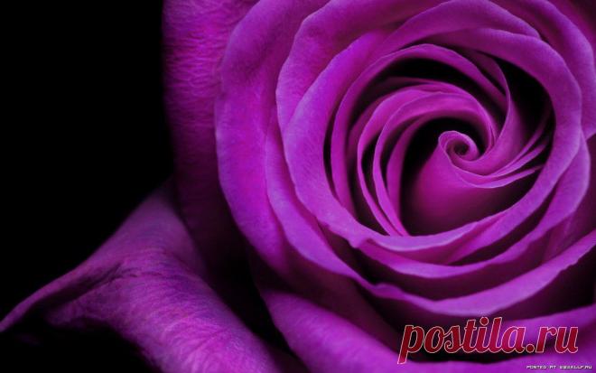 Жизнь в фиолетовом цвете (39 )