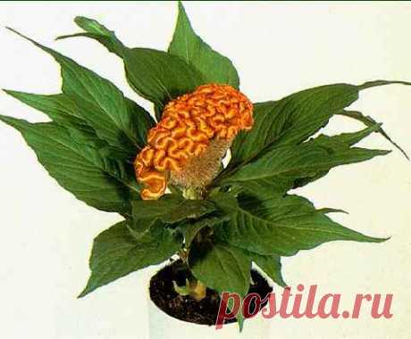 целозия фото цветов: 3 тыс изображений найдено в Яндекс.Картинках