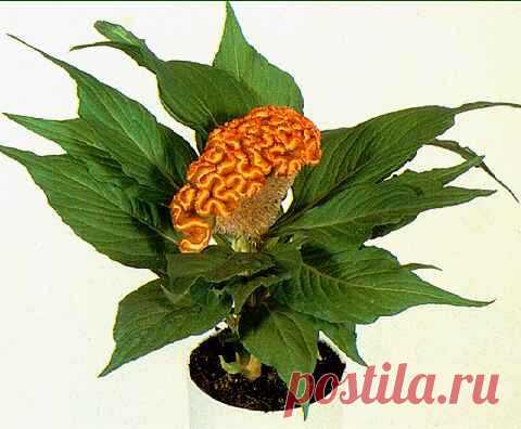 целозия фото цветов: 3 тыс изображений найдено в Яндекс.Картинках