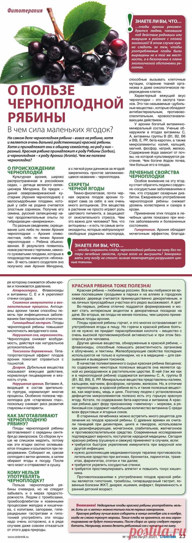 О пользе черноплодной и красной рябины