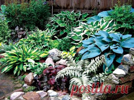 Уход за хостой - Садоводка