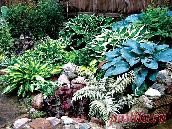 Уход за хостой - Садоводка