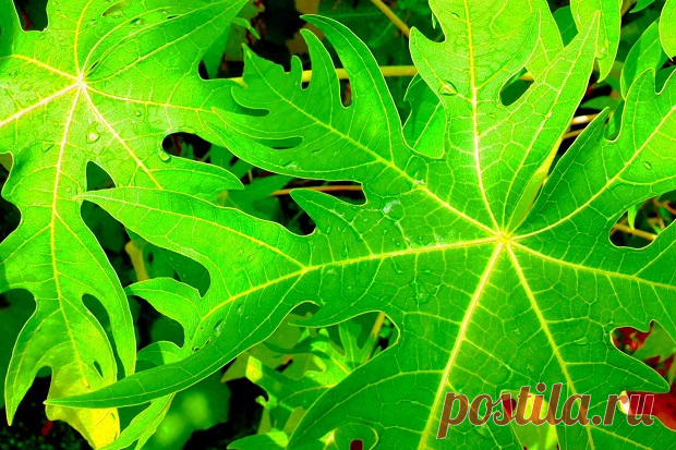 Удивительные целительная сила папайи Листья - I Love Natural Healing