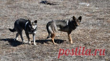 Полиция проверит информацию об убийстве бездомных собак в Канске