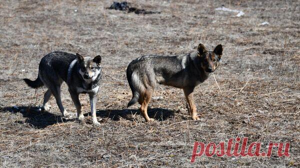 Полиция проверит информацию об убийстве бездомных собак в Канске
