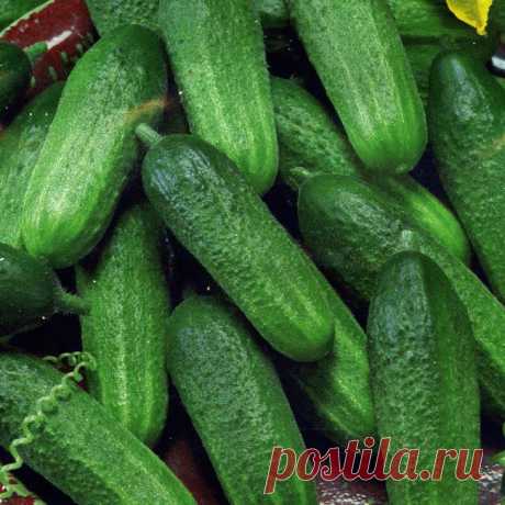 Клавдия F1 — красивый, вкусный, выносливый огурец