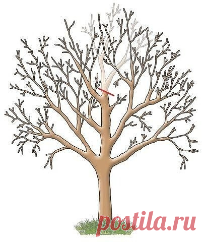 ТРИ ШАГА ОБРЕЗКИ
Яблони, груши и прочие плодовые культуры дают обильный урожай пока молодые. С возрастом их плоды заметно мельчают, а сами растения чаще болеют. Но отчаиваться не стоит – вернуть деревьям былую силу можно с помощью обрезки. И делать ее лучше всего в феврале.
Омолаживающая обрезка убивает сразу трех зайцев: плоды становятся крупнее, урожайность увеличивается на 20–60%, повышается морозостойкость деревьев и к тому же их проще обрабатывать от болезней и вредит...
