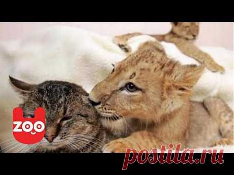 ▶ Woman Lives With Lions - YouTube