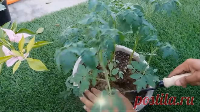 Как сажают помидоры в Индии?