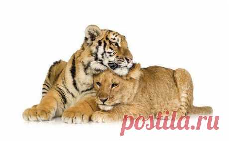 • Лучшие картинки и открытки ► vk.com/fotomimi ◄