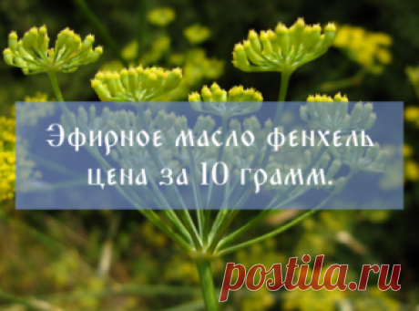 Масло фенхеля полезные свойства и применение, купить — Золотая горка