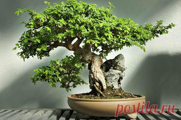 Кто достоин быть новым императором.