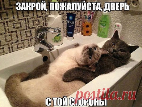 с милым рай в раковине...