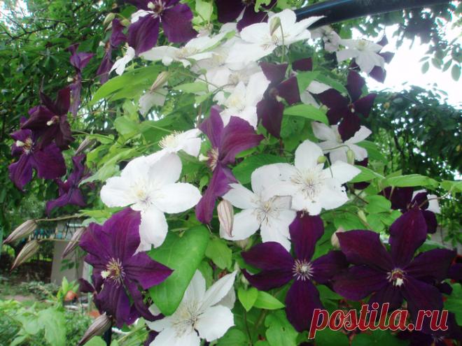 Осенняя обрезка клематисов